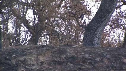  Nivel 1 por incendio forestal en Ceclavín 