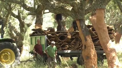 La inestebilidad de los mercados y la falta de relevo amenazan al sector del corcho extremeño