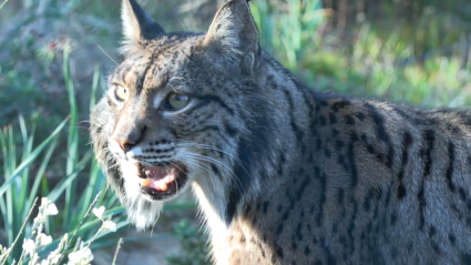 Extremadura cuenta con 254 ejemplares de lince ibérico identificados, más de la mitad en el valle del río Matachel