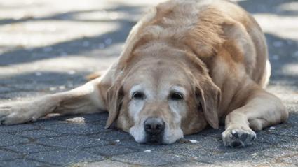Perro acalorado tumbado en el suelo