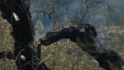 Detenida una mujer por provocar un incendio forestal intencionado en Villamesías y varios conatos en la zona