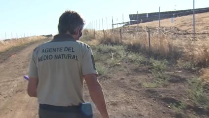 forestal