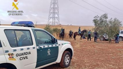 Actuaciones contra el robo de aceitunas