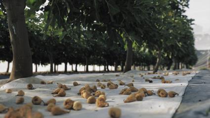 Higos en seco listos para ser recogidos