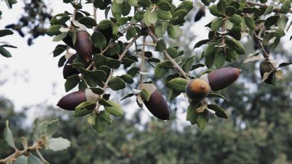 Encina con bellotas