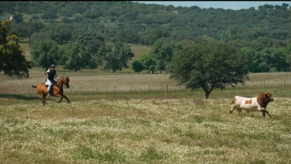 Torre de Onofre, Semental cercado, Canal Extremadura, Tierra de Toros, Juan Bazaga