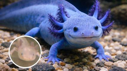 Ajolote recién nacido en una tienda de animales y ajolote azul, generado por IA
