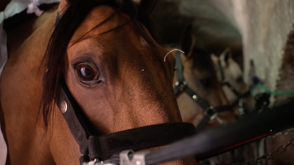 Caballos Toreros, Tierra de Toros, Canal Extremadura, Juan Bazaga