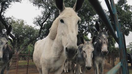 Asnos andaluces en una finca