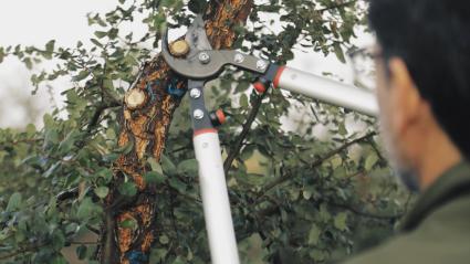 Persona podando un alcornoque