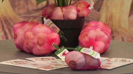 Ajos en la feria de Aceuchal