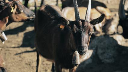 Cabras alpinas en una explotación