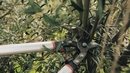 Tijeras podando un olivo