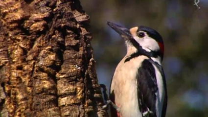 Así se alimentan los pájaros carpinteros