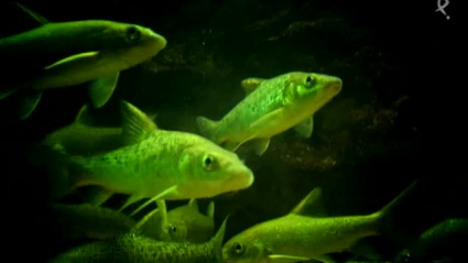 Los peces invasores ponen en peligro el ecosistema de Extremadura