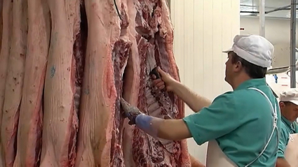 Trabajador de un matadero preparando cerdo ibérico