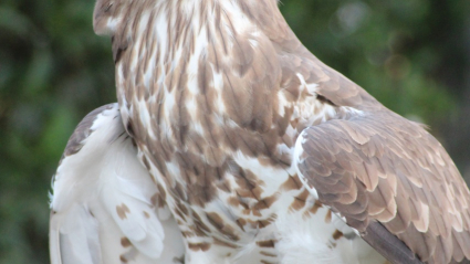 rapaz, águila culebrera, águila, 