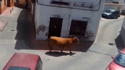 La vaca, paseándose por las calles de San Vicente de Alcántara