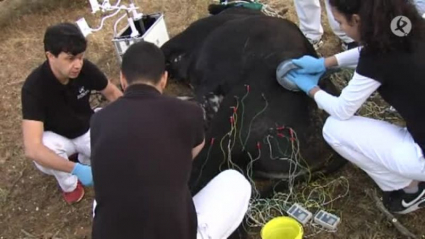 Javier Alfonso y su equipo aplican fisioterapia a Campanero, un toro de lidia