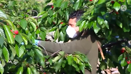 Agricultor recogiendo cerezas durante la campaña