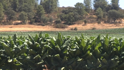 peligra la campaña de tabaco en la barquilla