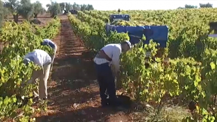 Jornaleros vendimiando en un viñedo de Almendralejo esta semana