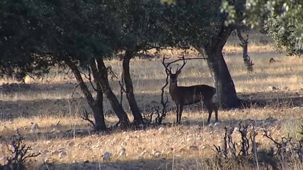 Cierva en el campo