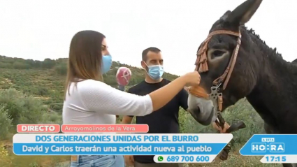 Burros en Arroyomolinos de la Vera
