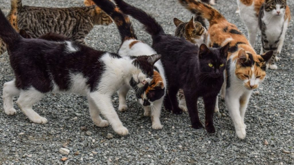 gatos callejeros