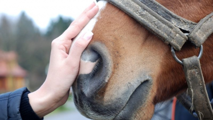 contacto físico con el caballo, clave en su relajación