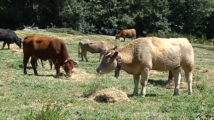 Vacas pastan en una finca de Aldeanueva de la Vera (Cáceres)