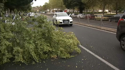 Varias ramas de árboles tiradas en una calle de Cáceres