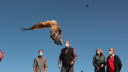 Águila Imperial Ibérica recuperada y liberada en Valencia de las Torres