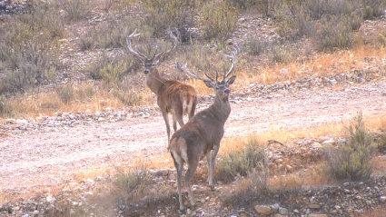 Venado a rececho