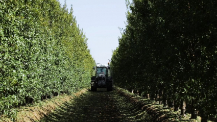 Cultivo de la almendra. 