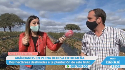 Los  arándanos de Oliva de la Frontera