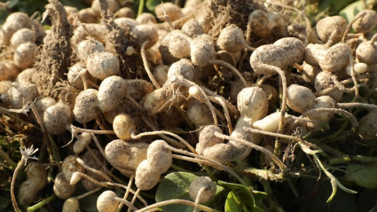 Cultivo del cacahuete. 
