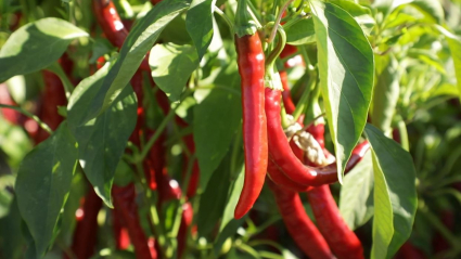 Cosecha de pimiento para pimentón