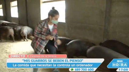 Cerdos que beben pienso