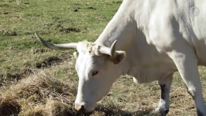 bovino de la raza Blanca Cacereña comiendo 