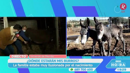 ¿Quién robó mis burros?