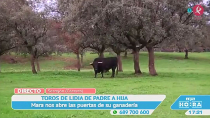 Ganadería de lidia