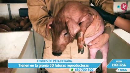 Porc D´or