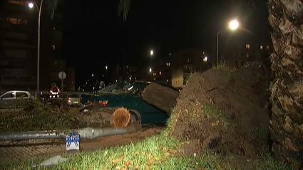 Árboles caídos sobre coches  por el temporal en Badajoz