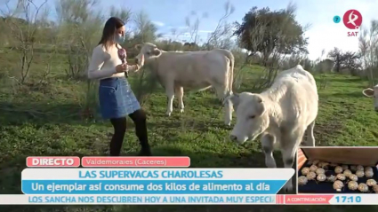 Vacas charolesas