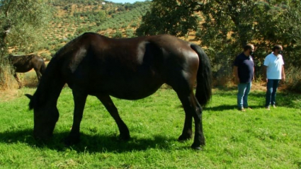 Caballos frisones