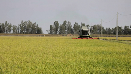 Una cosechadora de arroz, durante la campaña