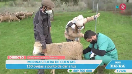 Ovejas en Malpartida de la Serena