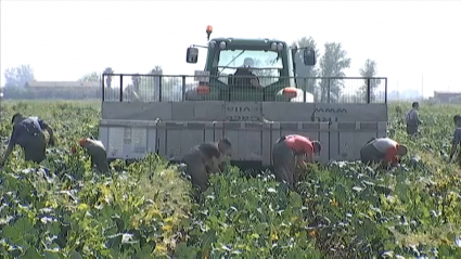 Agricultores cosechando.