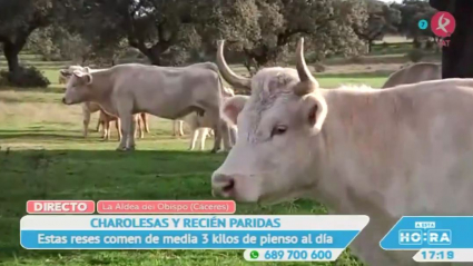 Vacas en La Aldea del Obispo